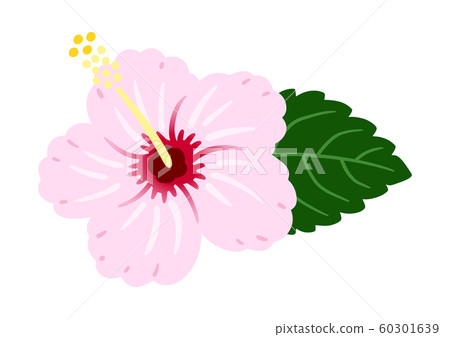 芙蓉淡粉色矢量熱帶 60301639