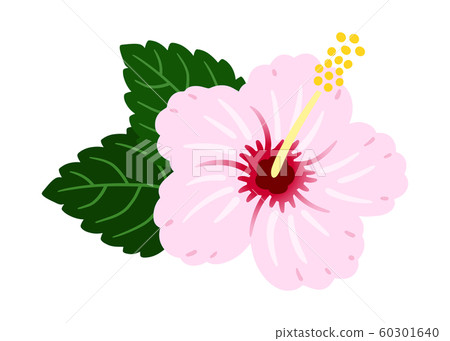 芙蓉淡粉色矢量熱帶 芙蓉淡粉色矢量熱帶 60301640