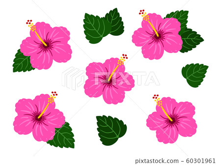 芙蓉暗粉紅色矢量熱帶套 60301961