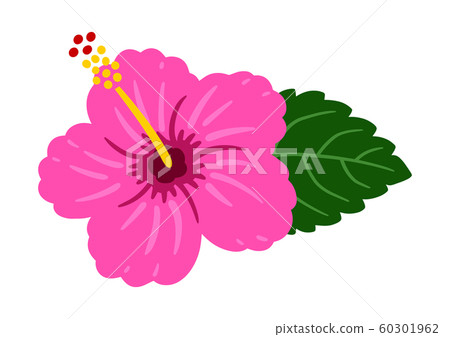 芙蓉暗粉紅色矢量熱帶 芙蓉暗粉紅色矢量熱帶 60301962