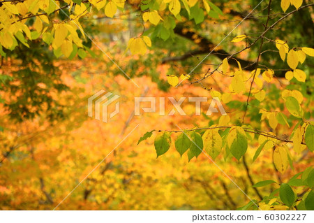 Autumn tree Autumn tree 60302227