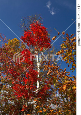 管理俱樂部薩卡高原的秋葉 60302312