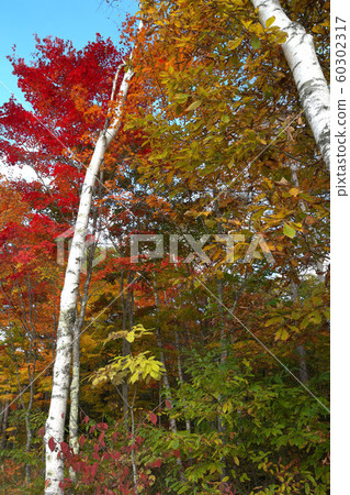 管理俱樂部薩卡高原的秋葉 60302317