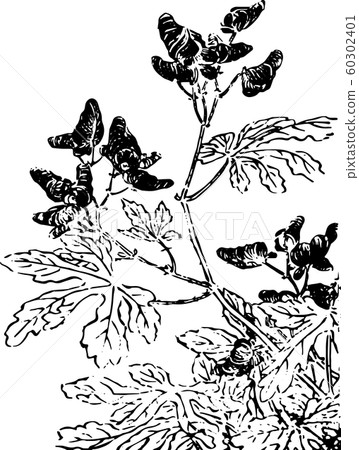 Flower_Aconite 60302401
