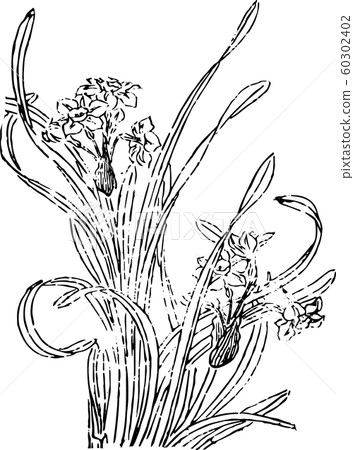 Flower_Daffodil 60302402