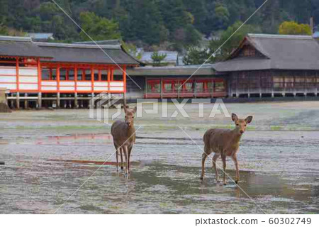 <廣島縣>日本宮島和嚴島三景嚴島神社和鹿 60302749
