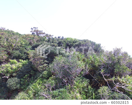 無人機進行密集的森林空中攝影(沖繩縣K島市/ uruma市) 無人機進行密集的森林空中攝影(沖繩縣K島市/ uruma市) 60302815