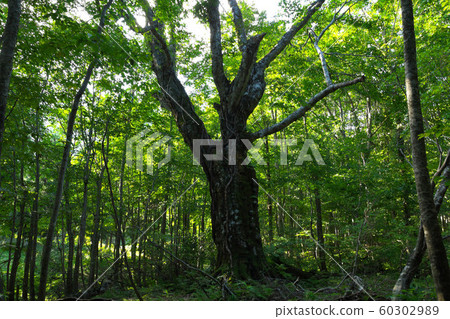 白神山世界自然遺產山毛櫸森林 60302989