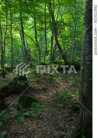 白神山世界自然遺產山毛櫸森林 60302992