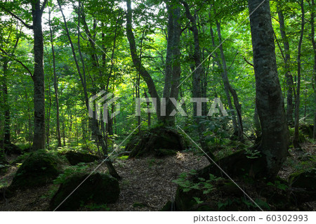 白神山世界自然遺產山毛櫸森林 60302993