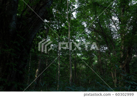 白神山世界自然遺產山毛櫸森林 60302999