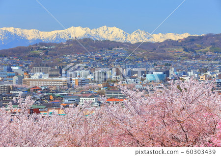 [Nagano Prefecture] Full bloom cherry blossoms and the Northern Alps 60303439