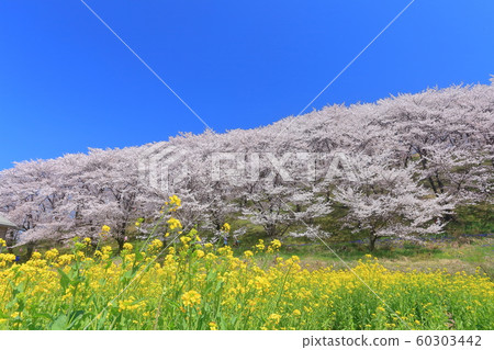 [Nagano Prefecture] Koboyama Tumulus Cherry Blossom Festival under sunny weather 60303442