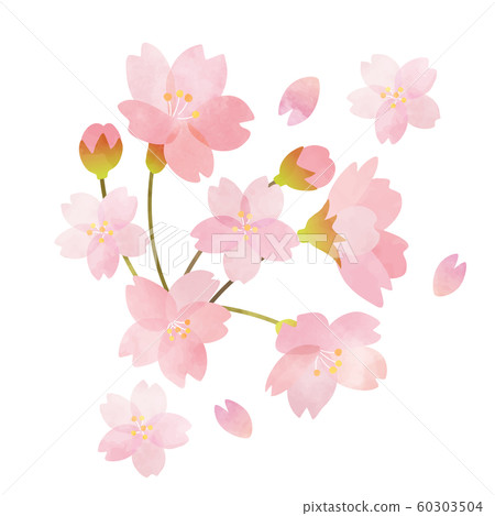 Sakura 01 Sakura 01 60303504