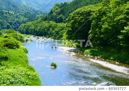夏季，凱森河上到處都是香魚捕魚。日本岩手，陸前高田。 7月初。 60303727