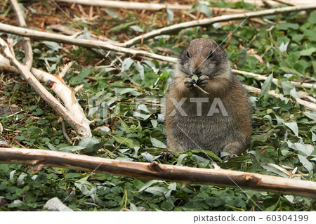 European ground squirrel in a clearing European ground squirrel in a clearing 60304199