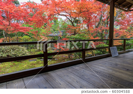 Myoshinji Daihoin Autumn leaves 60304588
