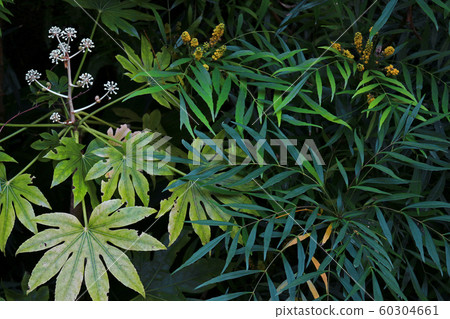 黑暗的花園裡種植的茂密植被的特寫背景素材照片 60304661