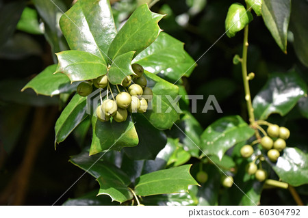冬青之前的水果 60304792