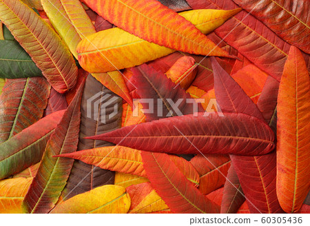 Autumn multicolour leaves background Autumn multicolour leaves background 60305436