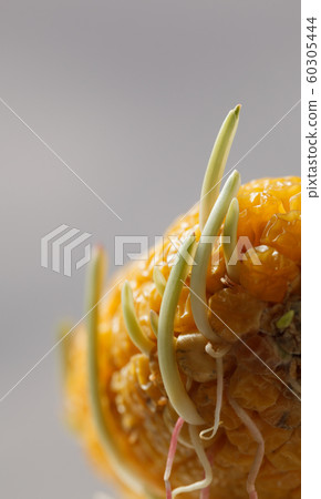 New life emerging New life emerging 60305444