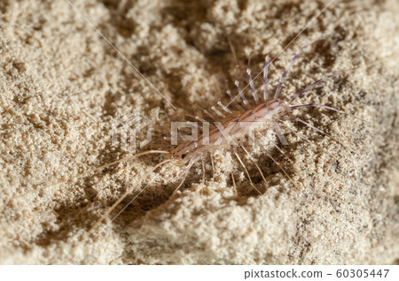 Centipede 60305447