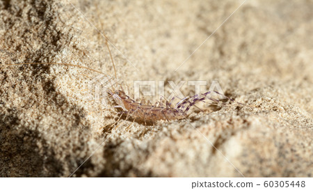 Scutigera coleoptrata macro 60305448