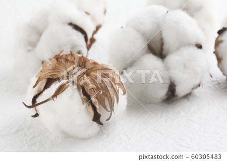 棉花 60305483