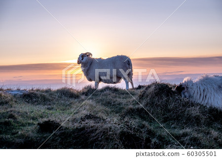 Sheep enjoying the sunset at the Slieve League cliffs in County Donegal, Ireland Sheep enjoying the sunset at the Slieve League cliffs in County Donegal, Ireland 60305501