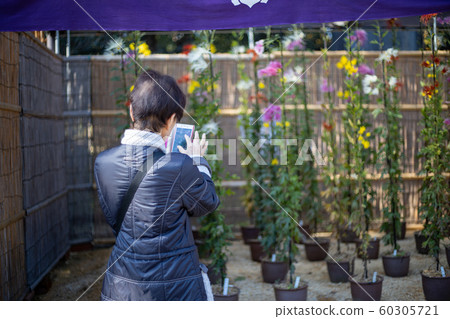 Senior woman operating a smartphone 60305721