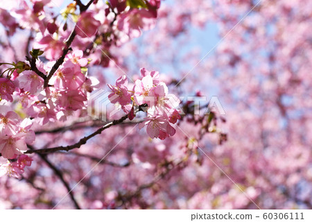 Kawazu cherry tree 60306111