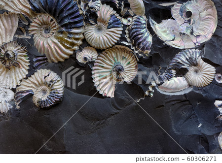 Fossilized seashells in a black stone Fossilized seashells in a black stone 60306271