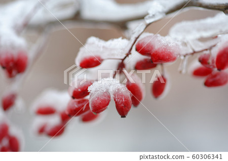 Red frozen barberries 60306341