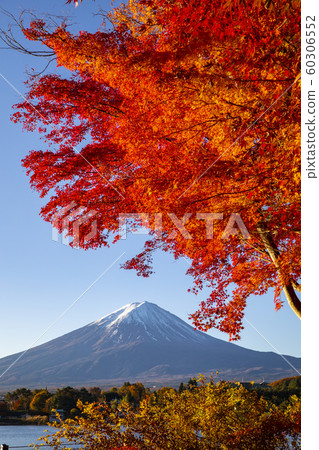 Autumn leaves with Mt Fuji at Lake Kawaguchiko Autumn leaves with Mt Fuji at Lake Kawaguchiko 60306552