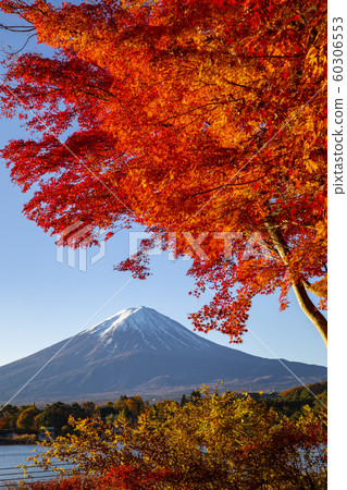 Autumn leaves with Mt Fuji at Lake Kawaguchiko Autumn leaves with Mt Fuji at Lake Kawaguchiko 60306553