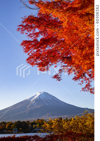 Autumn leaves with Mt Fuji at Lake Kawaguchiko Autumn leaves with Mt Fuji at Lake Kawaguchiko 60306562