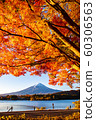 Autumn leaves with Mt Fuji at Lake Kawaguchiko 60306563
