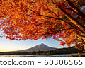 Autumn leaves with Mt Fuji at Lake Kawaguchiko 60306565