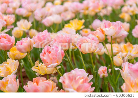 Tulip field, flower road Tulip field, flower road 60306625