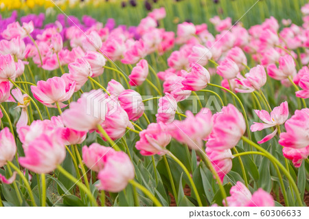 Tulip field, flower road Tulip field, flower road 60306633
