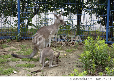 Omuta City Omuta Zoo Kangaroo, Omuta City Omuta Zoo Kangaroo, 60306783