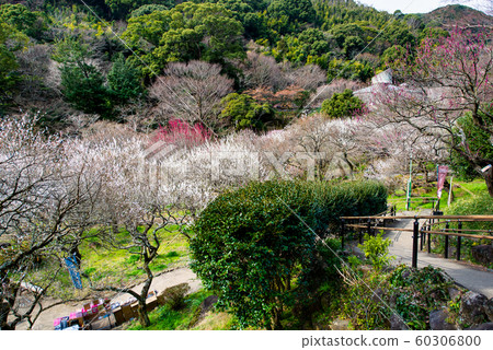 Shizuoka Prefecture Atami Plum Garden in full bloom as seen from the viewing platform Shizuoka Prefecture Atami Plum Garden in full bloom as seen from the viewing platform 60306800