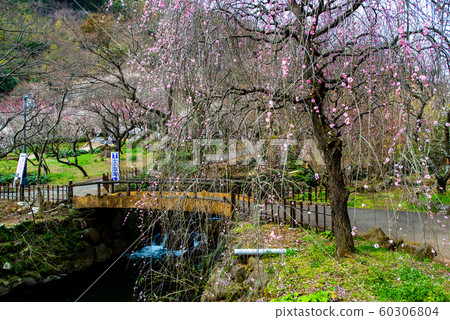靜岡熱海梅園 60306804