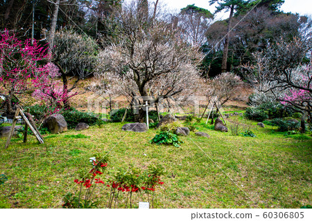 靜岡縣熱海梅園盛開 60306805