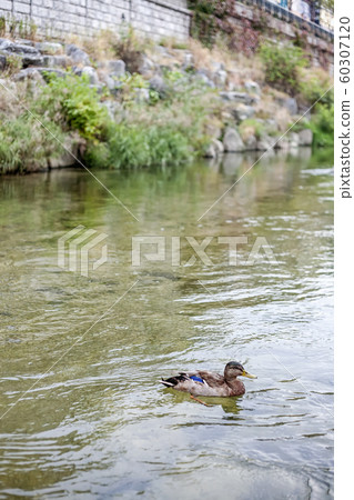 Duck, mallard Duck, mallard 60307120