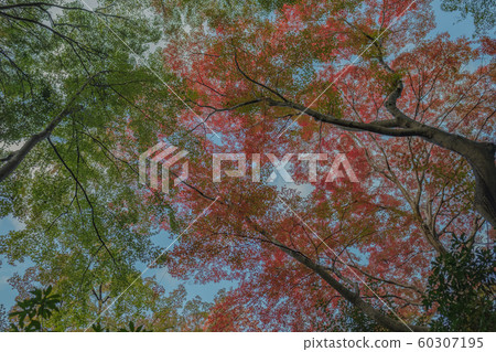 Kyoto, Ruriko-in Temple, temple, temple, shrines and temples, Yase, Hieizan, Hiyama train, advertisement, photo material, autumn leaves, material, autumn, landscape, back 60307195