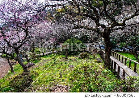 Shizuoka Prefecture Atami Plum Garden Full bloom Shizuoka Prefecture Atami Plum Garden Full bloom 60307563