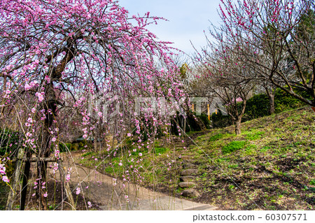 Shizuoka Prefecture Atami Plum Garden Full bloom Shizuoka Prefecture Atami Plum Garden Full bloom 60307571
