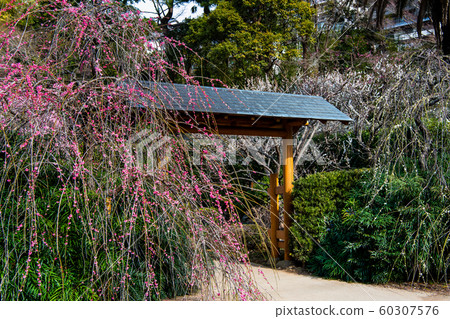 靜岡縣熱海梅園韓式梅園 照片素材 圖片 圖庫