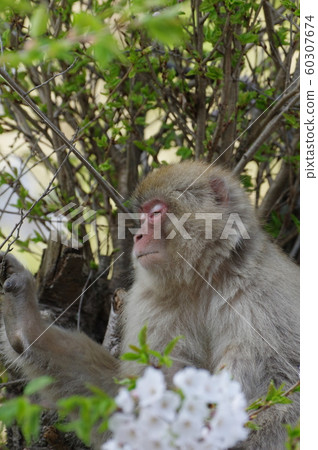 Sakura and Japanese monkeys 60307674